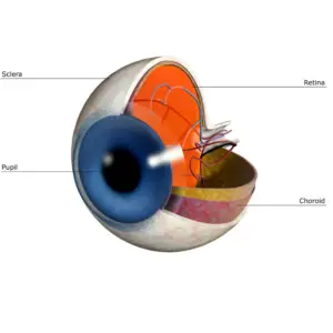 Cross-section of the human eye highlighting the sclera, retina, pupil, and choroid.